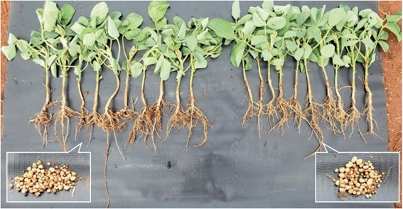 Comparação do sistema radicular e do número de nódulos na raiz principal