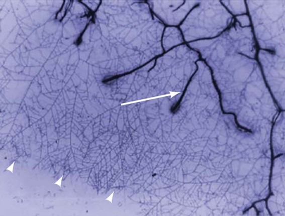 Visualização do micélio extrarradical de Glomus mosseae expandindo-se a partir de raízes colonizadas de Prunusce rasifera