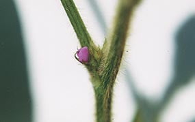 Fenologia da Soja - R1