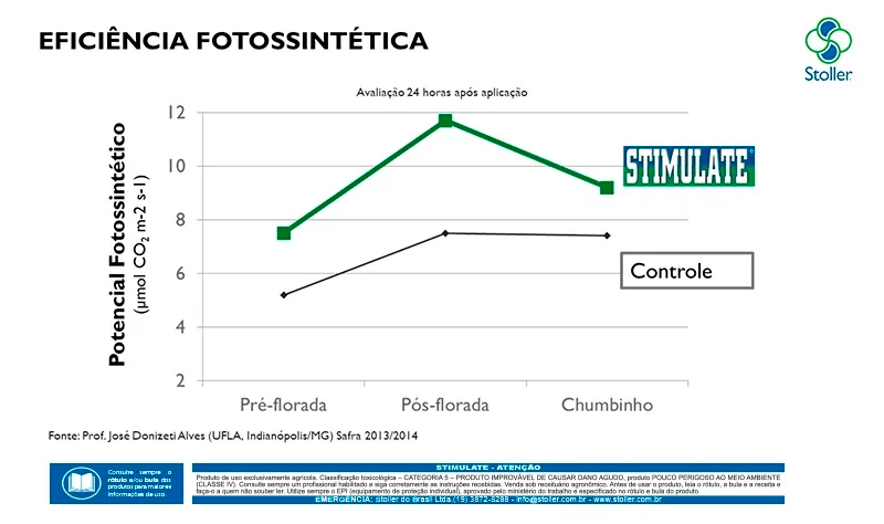 Gráfico mostrando maior potencial fotossintético com STIMULATE em comparação com o controle nas fases do café. 