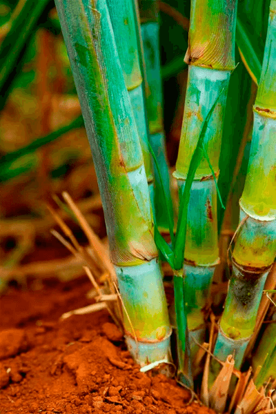 Cana-de-açúcar jovem em crescimento, mostrando seus caules verdes e a terra ao redor.